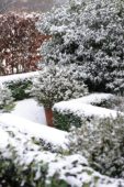 Tuin bedekt met sneeuw