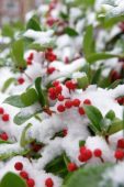 Ilex
