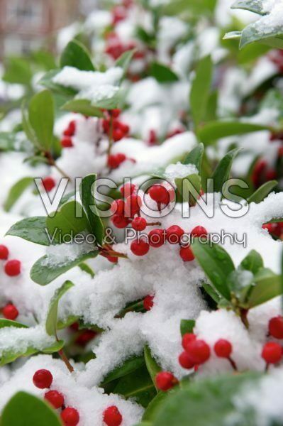 Ilex Ilex