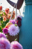 Dahlia flowers in bag