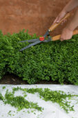 Buxus heg snoeien