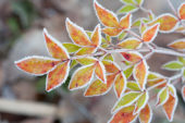 Euonymus alatus met rijp
