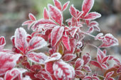 Euonymus alatus met rijp
