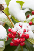 Snow covered Skimmia