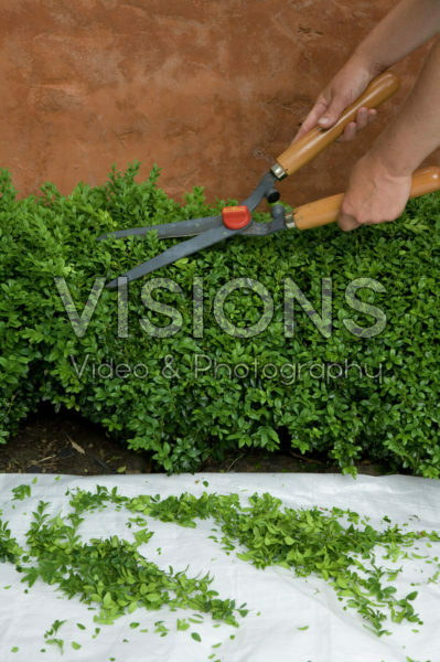 Buxus heg snoeien