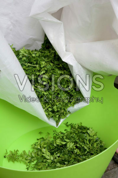 Buxus snoeisel opvangen