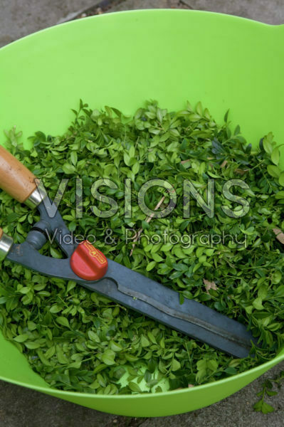 Buxus snoeisel