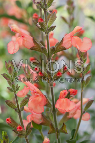 Salvia California Sunset Salvia California Sunset