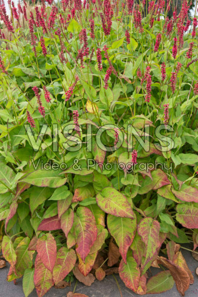 Persicaria amplexicaulis JS Caliente Persicaria amplexicaulis JS Caliente