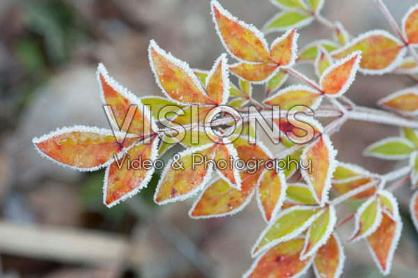 Euonymus alatus met rijp Euonymus alatus met rijp