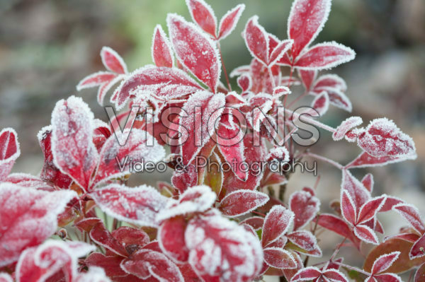 Euonymus alatus met rijp Euonymus alatus met rijp