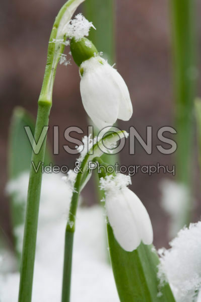 Snow covered Galanthus elwesii