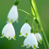 Leucojum aestivum Gravetye Giant