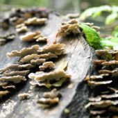 Trametes versicolor