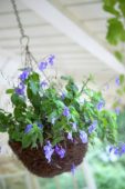 Streptocarpus in hanging basket