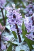 Hyacinthus Anna Liza