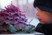 Boy looking at ornamental cabbage