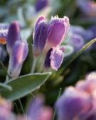 Frosty crocus