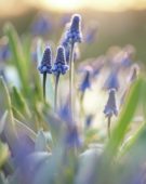 Muscari