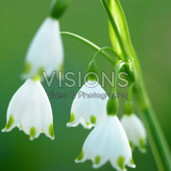 Leucojum aestivum Gravetye Giant Leucojum aestivum Gravetye Giant