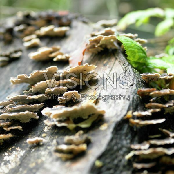 Trametes versicolor Trametes versicolor