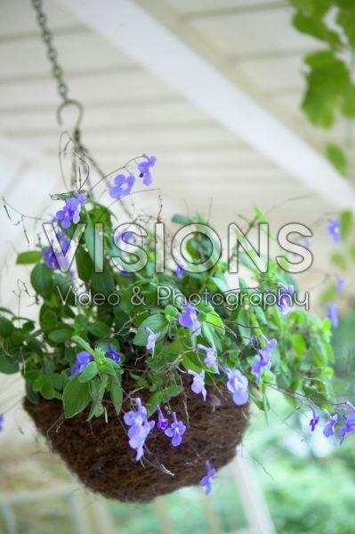 Streptocarpus in hanging basket