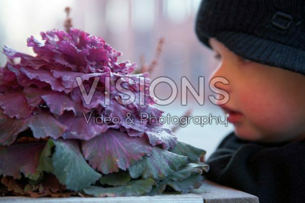 Boy looking at ornamental cabbage Boy looking at ornamental cabbage