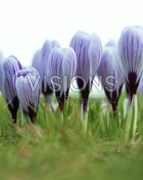 Crocus vernus Pickwick