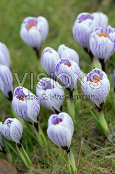 Crocus vernus Pickwick