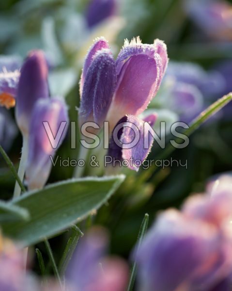 Frosty crocus Frosty crocus