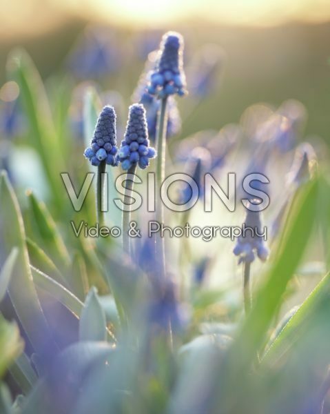 Muscari Muscari