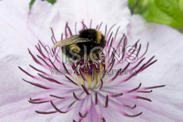 Bumble bee on Clematis montana flower