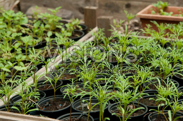 Cosmos zaailingen in zaai bakken