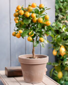 Citrus microcarpa, calamondin