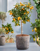 Citrus japonica, kumquat