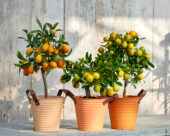 Citrus microcarpa, Citrus japonica, Citrus x floridana