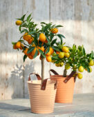 Citrus japonica, kumquat