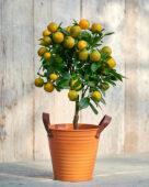 Citrus microcarpa, calamondin