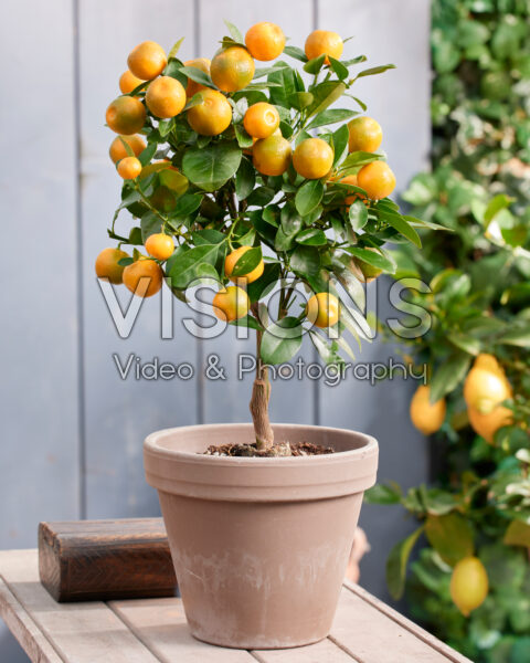 Citrus microcarpa, calamondin