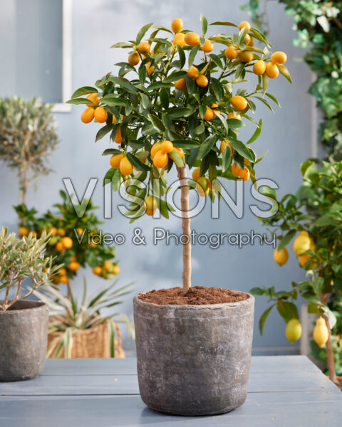 Citrus japonica, kumquat