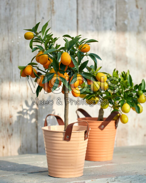 Citrus japonica, kumquat