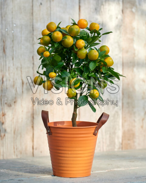 Citrus microcarpa, calamondin