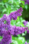 Syringa vulgaris Frank Klager