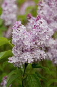 Syringa Pink Ruth