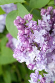 Syringa vulgaris Nadezhda