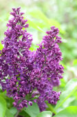 Syringa vulgaris Vesper