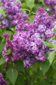 Syringa vulgaris Rochester