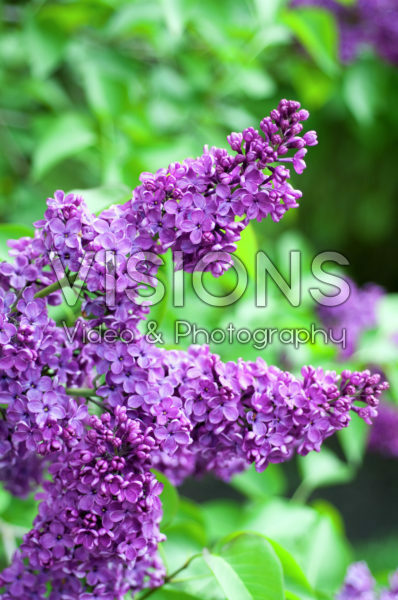 Syringa vulgaris Frank Klager