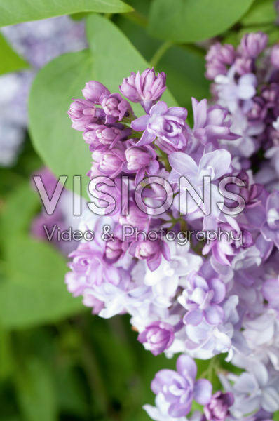 Syringa vulgaris Nadezhda