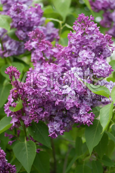 Syringa vulgaris Rochester